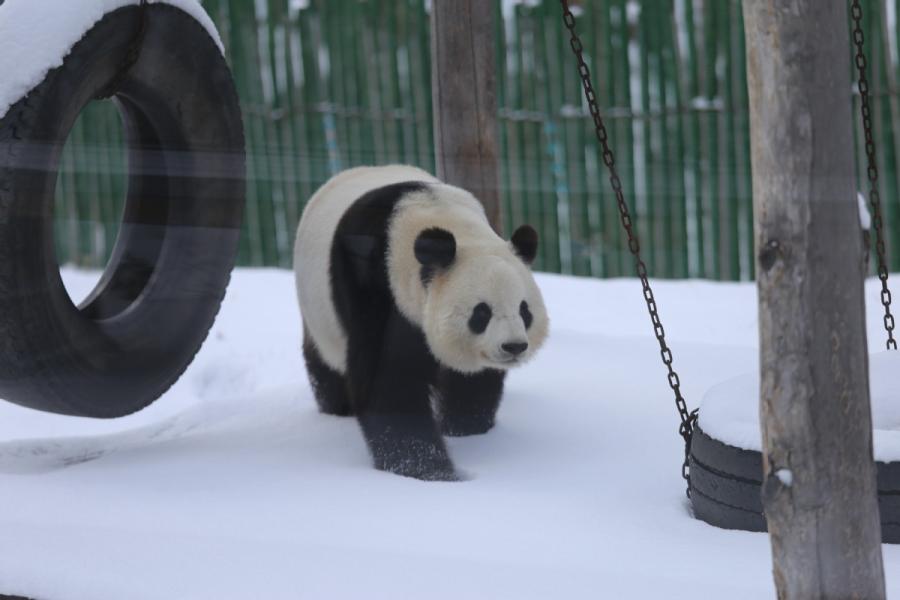 A panda plays in snow in northeastern China\'s Heilongjiang Province on Oct. 27, 2018.  （Photo provided to chinadaily.com.cn）

Two giant pandas at the Yabuli skiing resort enjoy the snowfall in northeastern China\'s Heilongjiang Province on Saturday. The pandas, called Sijia and Youyou, are 11-year-old male and 12-year-old female, respectively.