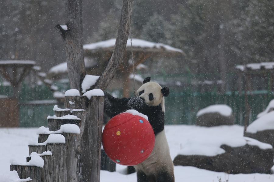 A panda plays in snow in northeastern China\'s Heilongjiang Province on Oct. 27, 2018. （Photo provided to chinadaily.com.cn）