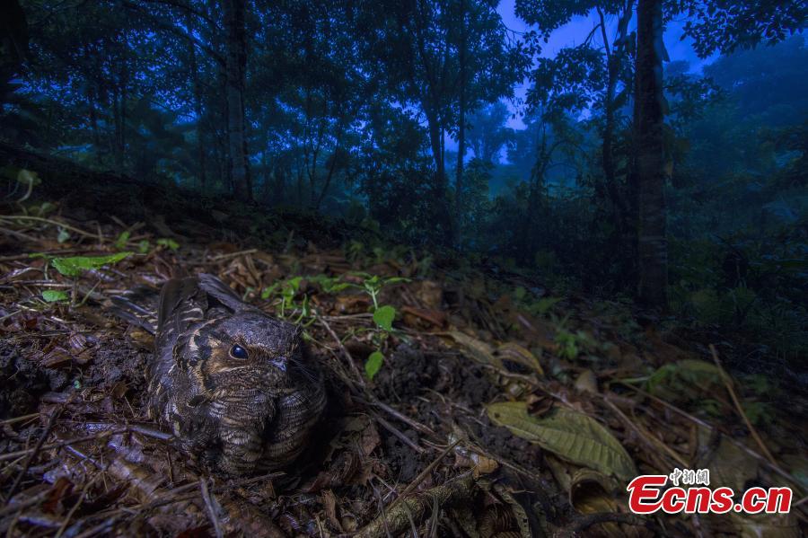 Jaime Culebras of Spain, with photo “Mother to be,” is the winner of Birds category at the European Wildlife Photographer of the Year 2018. (Photo/Agencies)

The Society of German Nature Photographers (GDT) presents the award-winning images of the competition European Wildlife Photographer of the Year 2018.