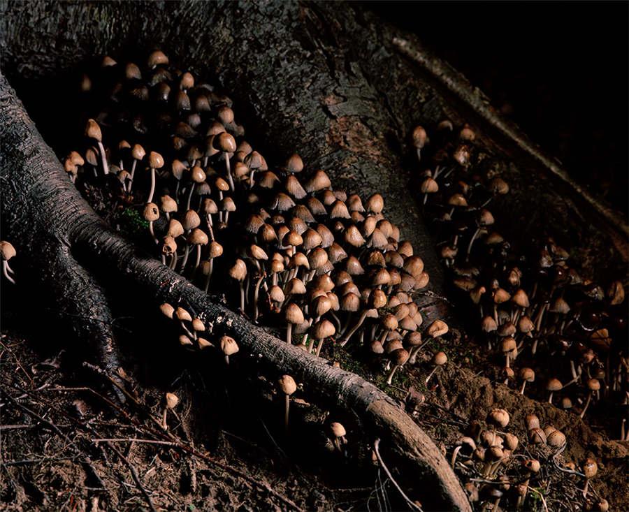 Double Feature, by Laurence Hervieux ? Gosselin (Canada). (Photo provided to chinadaily.com.cn)
The photographer recorded mushrooms, which broke through the soil overnight, replacing the old mushrooms. Laurence hopes to arouse people\'s reflection on the decay and revolution of things in the artificial and natural environment.