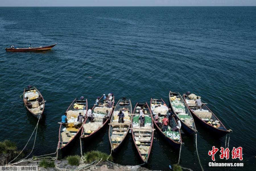 Fishermen prepare their nets aboard their boats on October 5, 2018 on Migingo island which is densely populated by residents fishing mainly for Nile perch in Lake Victoria on the border of Uganda and Kenya. A rounded rocky outcrop covered in metallic shacks, Migingo Island rises out of the waters of Lake Victoria like an iron-plated turtle. The densely-populated island is barely a quarter of a hectare large, its residents crammed into a hodge-podge of corrugated-iron homes, with seemingly little but a few bars, brothels and a tiny port to boast of. (Photo/Agencies)