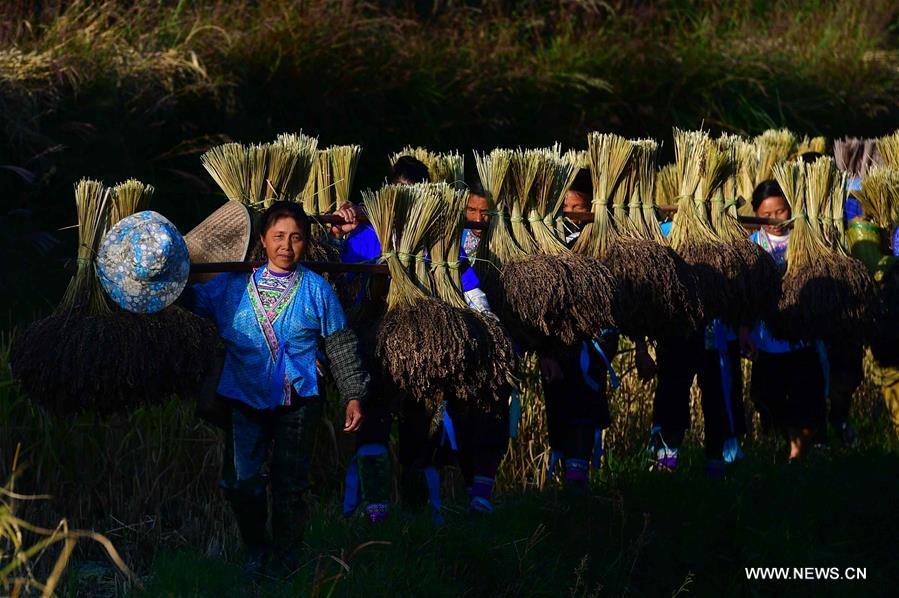 Farmers of the Miao ethnic group carry bales of purple glutinous rice at Yuanbao Village in Antai Township in Rongshui Miao Autonomous County, south China\'s Guangxi Zhuang Autonomous Region, Oct. 30, 2018. Farmers are busy harvesting purple glutinous rice in Antai, where a production mode that incorporates cooperatives, planting bases and individual farmers has helped the locals out of poverty. (Xinhua/Huang Xiaobang)