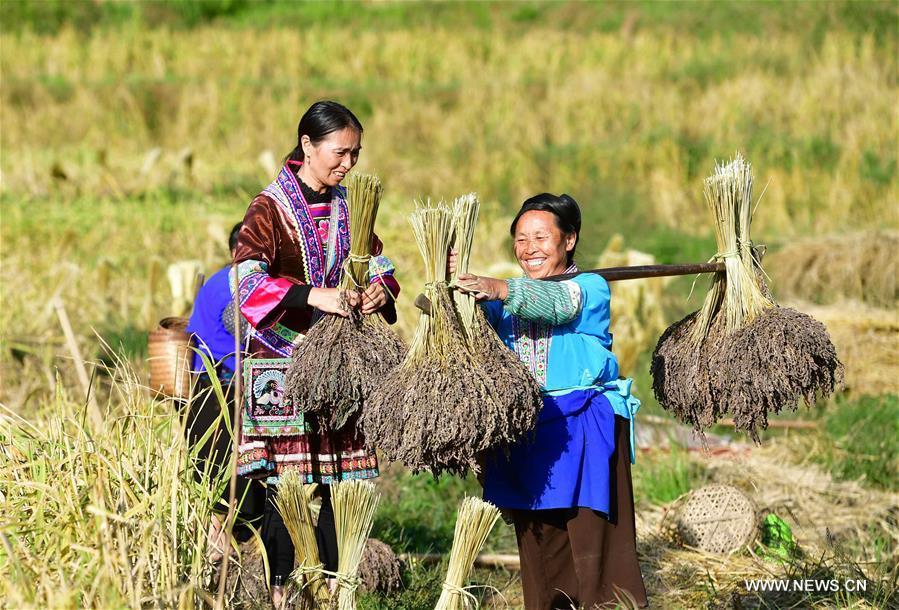 Farmers of the Miao ethnic group carry bales of purple glutinous rice at Yuanbao Village in Antai Township in Rongshui Miao Autonomous County, south China\'s Guangxi Zhuang Autonomous Region, Oct. 30, 2018. Farmers are busy harvesting purple glutinous rice in Antai, where a production mode that incorporates cooperatives, planting bases and individual farmers has helped the locals out of poverty. (Xinhua/Huang Xiaobang)