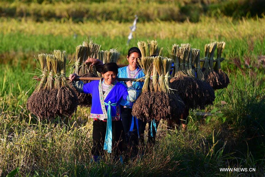 Farmers of the Miao ethnic group carry bales of purple glutinous rice at Yuanbao Village in Antai Township in Rongshui Miao Autonomous County, south China\'s Guangxi Zhuang Autonomous Region, Oct. 30, 2018. Farmers are busy harvesting purple glutinous rice in Antai, where a production mode that incorporates cooperatives, planting bases and individual farmers has helped the locals out of poverty. (Xinhua/Huang Xiaobang)