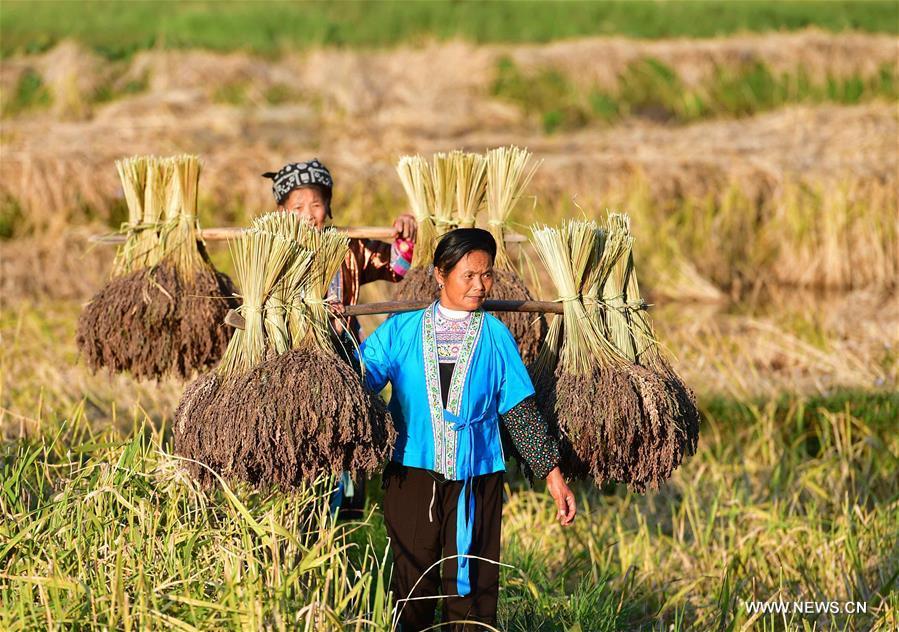 Farmers of the Miao ethnic group carry bales of purple glutinous rice at Yuanbao Village in Antai Township in Rongshui Miao Autonomous County, south China\'s Guangxi Zhuang Autonomous Region, Oct. 30, 2018. Farmers are busy harvesting purple glutinous rice in Antai, where a production mode that incorporates cooperatives, planting bases and individual farmers has helped the locals out of poverty. (Xinhua/Huang Xiaobang)