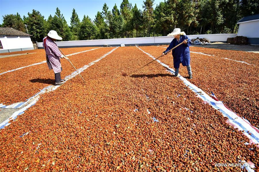 Farmers air gardenia jasminoides in Yangguang Village of Jinxi County, east China\'s Jiangxi Province, Oct. 29, 2018. (Xinhua/Deng Xingdong)