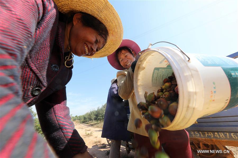 Farmers load fruits of oil-tea camellia at a planting base in Wenxi Village of Fuzhou City, east China\'s Jiangxi Province, Oct. 30, 2018. (Xinhua/He Jianghua)
