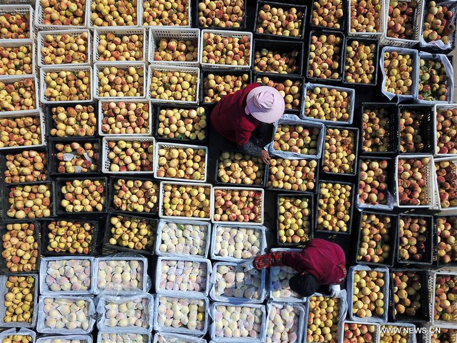 Farmers arrange peaches in Tianganghu Township of Sihong County, east China\'s Jiangsu Province, Oct. 30, 2018. (Xinhua/Xu Changliang)