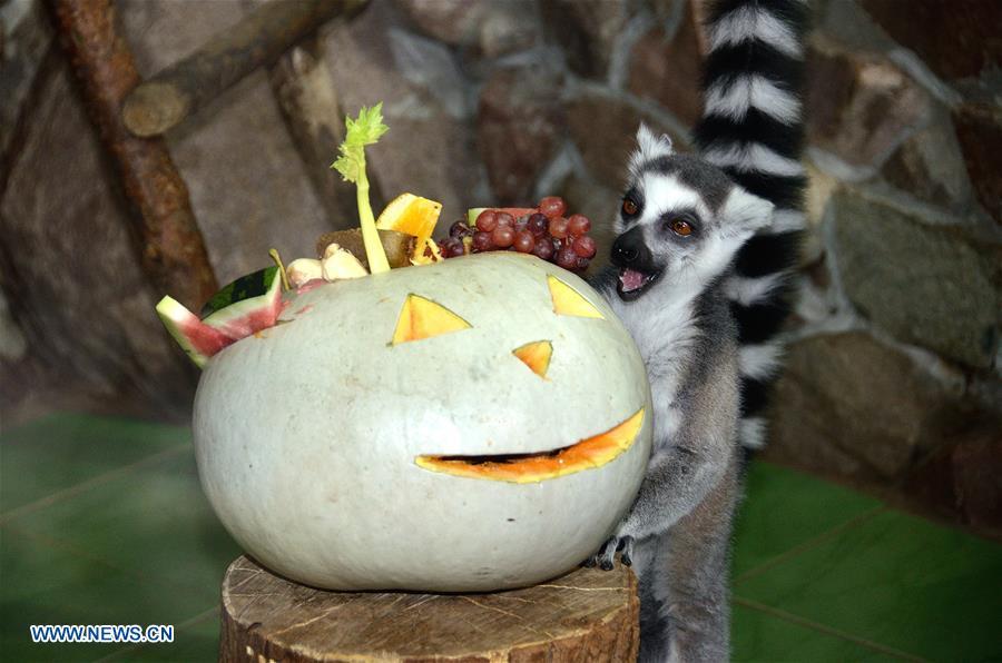 A cat lemur is seen with a pumpkin in Nizhny Novgorod, Russia, on Oct. 30, 2018. Zoo \