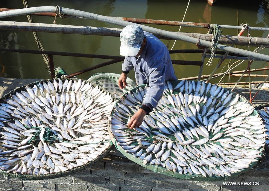A fisherman airs fish in Lianyun District of Lianyungang City, east China\'s Jiangsu Province, Oct. 30, 2018. (Xinhua/Geng Yuhe)