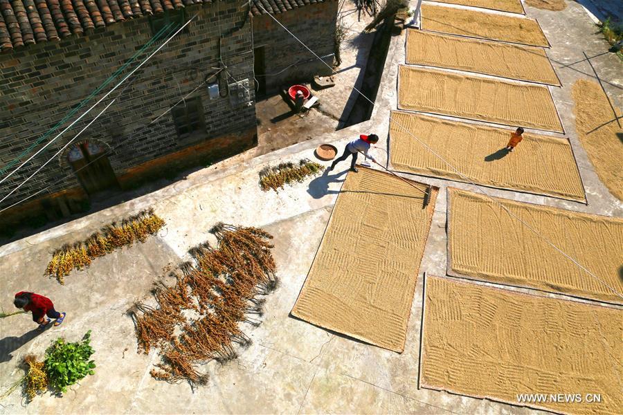 A villager air harvested grains in Donghu Village of Le\'an County, east China\'s Jiangxi Province, Oct. 30, 2018. (Xinhua/Zeng Wencai)