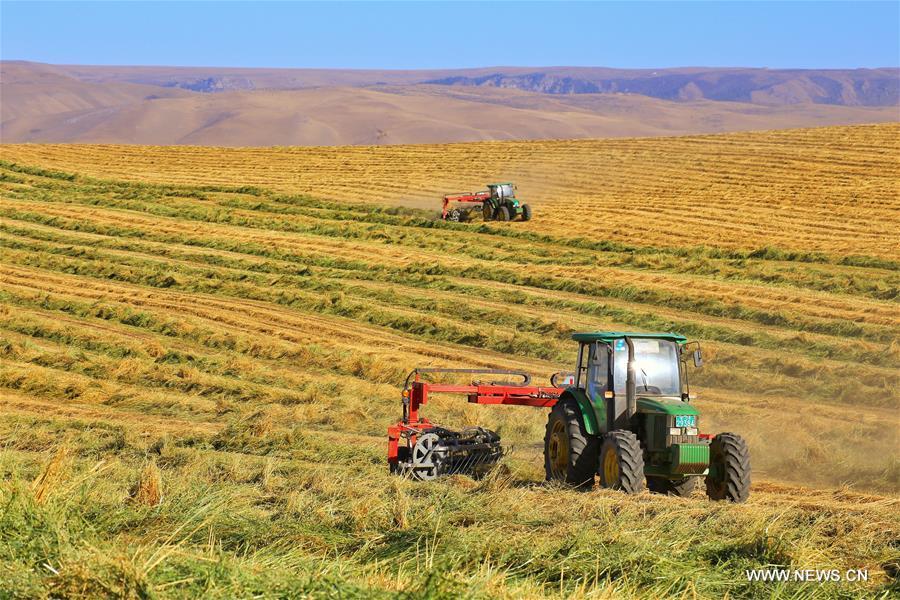 Farmers of a horse farm harvest wild oat grass in Shandan County of Zhangye City, northwest China\'s Gansu Province, Oct. 29, 2018. (Xinhua/Wang Chao)