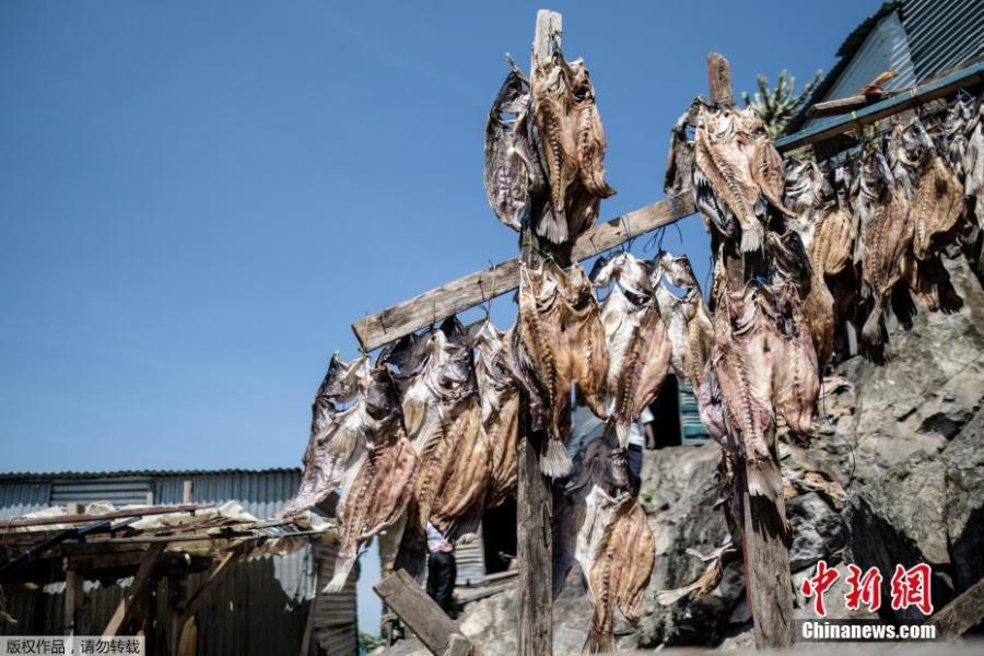 A picture taken on October 5, 2018, shows dried Nile Perches on Migingo island which is densely populated by residents fishing mainly for Nile perch in Lake Victoria on the border of Uganda and Kenya. A rounded rocky outcrop covered in metallic shacks, Migingo Island rises out of the waters of Lake Victoria like an iron-plated turtle. The densely-populated island is barely a quarter of a hectare large, its residents crammed into a hodge-podge of corrugated-iron homes, with seemingly little but a few bars, brothels and a tiny port to boast of. (Photo/Agencies)