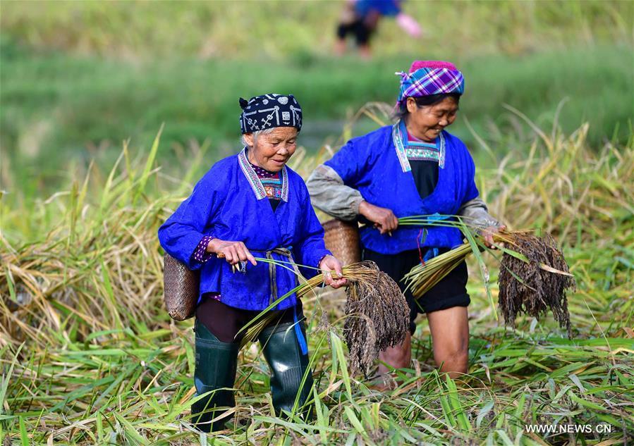 Farmers of the Miao ethnic group harvest purple glutinous rice at Yuanbao Village in Antai Township in Rongshui Miao Autonomous County, south China\'s Guangxi Zhuang Autonomous Region, Oct. 30, 2018. Farmers are busy harvesting purple glutinous rice in Antai, where a production mode that incorporates cooperatives, planting bases and individual farmers has helped the locals out of poverty. (Xinhua/Wu Jianlu)