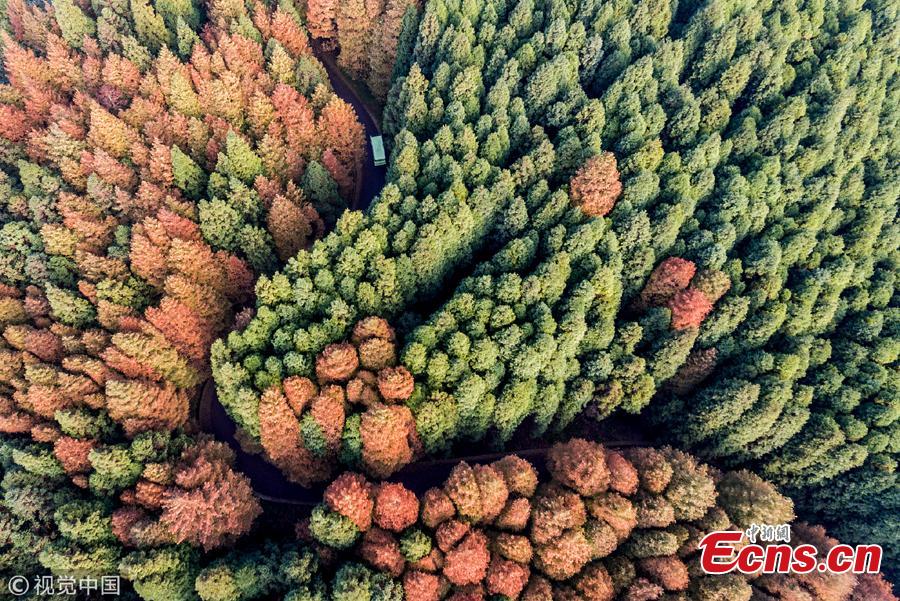 An aerial view of the forest at Shanwangping Karst Ecological Park in Nanchuan District of Southwest China’s Chongqing Municipality, Oct. 30, 2018. The splendid autumn colors have attracted many tourists. (Photo/VCG)