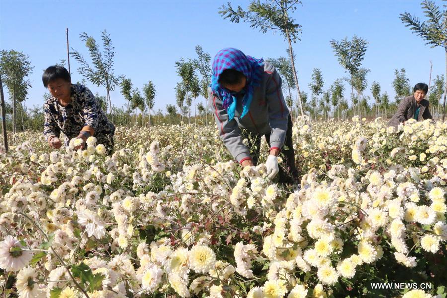 Farmers pick flowers of chrysanthemum morifolium in Wudi County of Binzhou City, east China\'s Shandong Province, Oct. 30, 2018. (Xinhua/Jiang Huiqing)