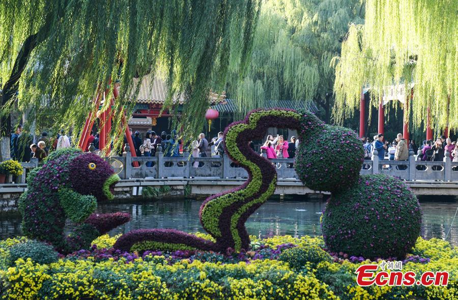 The 39th Baotu Spring Chrysanthemum Flower Festival opens in Jinan, East China’s Shandong Province, Oct. 30, 2018. The fair showcases approximately 100,000 pots of chrysanthemum. The Baotu Spring is a culturally significant artesian karst spring in the city. (Photo: China News Service/Zhang Yong)