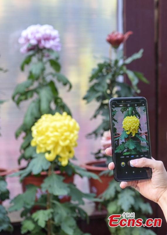 The 39th Baotu Spring Chrysanthemum Flower Festival opens in Jinan, East China’s Shandong Province, Oct. 30, 2018. The fair showcases approximately 100,000 pots of chrysanthemum. The Baotu Spring is a culturally significant artesian karst spring in the city. (Photo: China News Service/Zhang Yong)