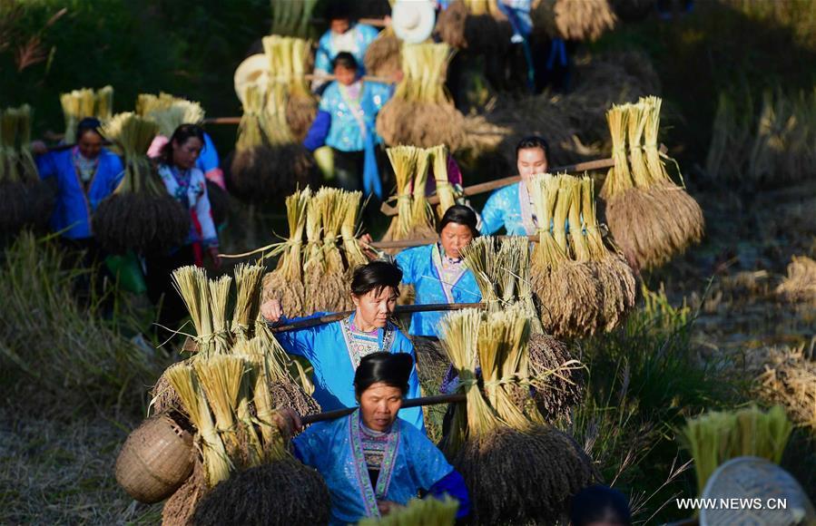 Farmers of the Miao ethnic group carry bales of purple glutinous rice at Yuanbao Village in Antai Township in Rongshui Miao Autonomous County, south China\'s Guangxi Zhuang Autonomous Region, Oct. 30, 2018. Farmers are busy harvesting purple glutinous rice in Antai, where a production mode that incorporates cooperatives, planting bases and individual farmers has helped the locals out of poverty. (Xinhua/Huang Xiaobang)