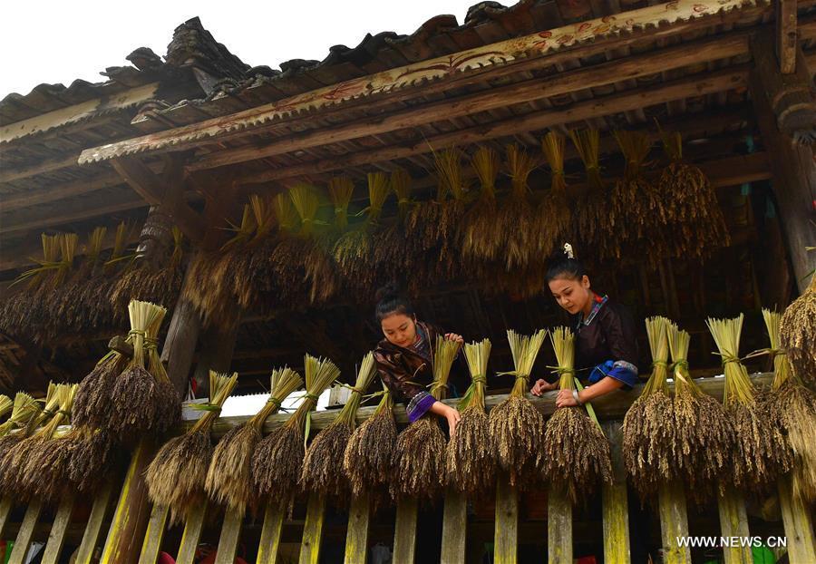 Farmers of the Miao ethnic group dry purple glutinous rice at Yuanbao Village in Antai Township in Rongshui Miao Autonomous County, south China\'s Guangxi Zhuang Autonomous Region, Oct. 30, 2018. Farmers are busy harvesting purple glutinous rice in Antai, where a production mode that incorporates cooperatives, planting bases and individual farmers has helped the locals out of poverty. (Xinhua/Wu Jianlu)