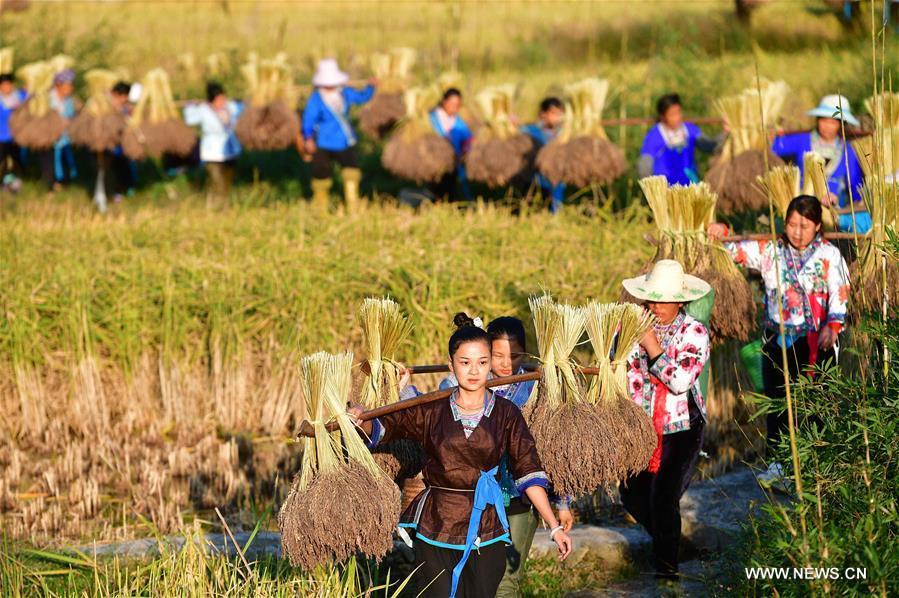 Farmers of the Miao ethnic group carry bales of purple glutinous rice at Yuanbao Village in Antai Township in Rongshui Miao Autonomous County, south China\'s Guangxi Zhuang Autonomous Region, Oct. 30, 2018. Farmers are busy harvesting purple glutinous rice in Antai, where a production mode that incorporates cooperatives, planting bases and individual farmers has helped the locals out of poverty. (Xinhua/Huang Xiaobang)