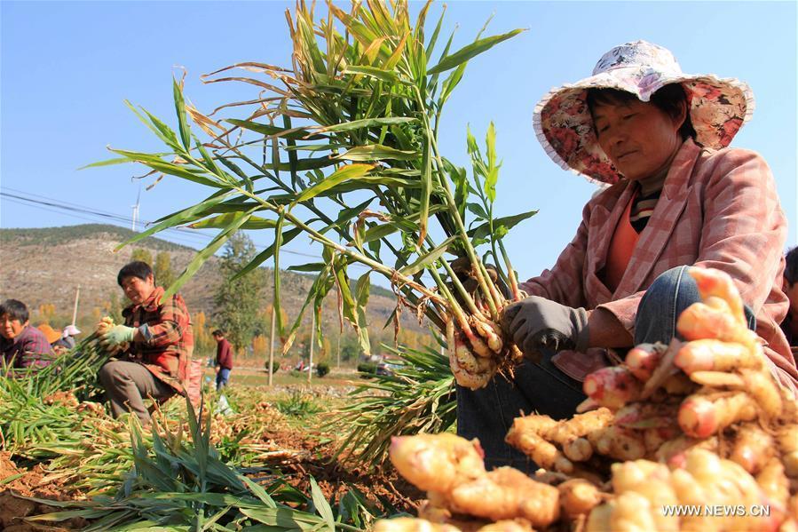Farmers harvest ginger in Cuizhuang Village of Shanting District in Zaozhuang City, east China\'s Shandong Province, Oct. 30, 2018. (Xinhua/Wang Qimeng)
