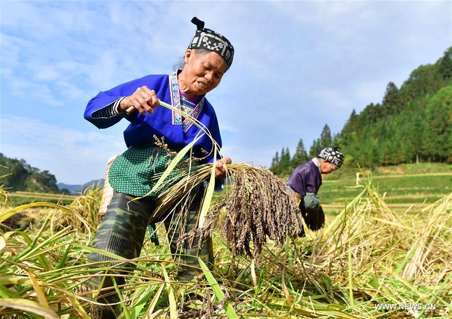 Farmers of the Miao ethnic group harvest purple glutinous rice at Yuanbao Village in Antai Township in Rongshui Miao Autonomous County, south China\'s Guangxi Zhuang Autonomous Region, Oct. 30, 2018. Farmers are busy harvesting purple glutinous rice in Antai, where a production mode that incorporates cooperatives, planting bases and individual farmers has helped the locals out of poverty. (Xinhua/Wu Jianlu)