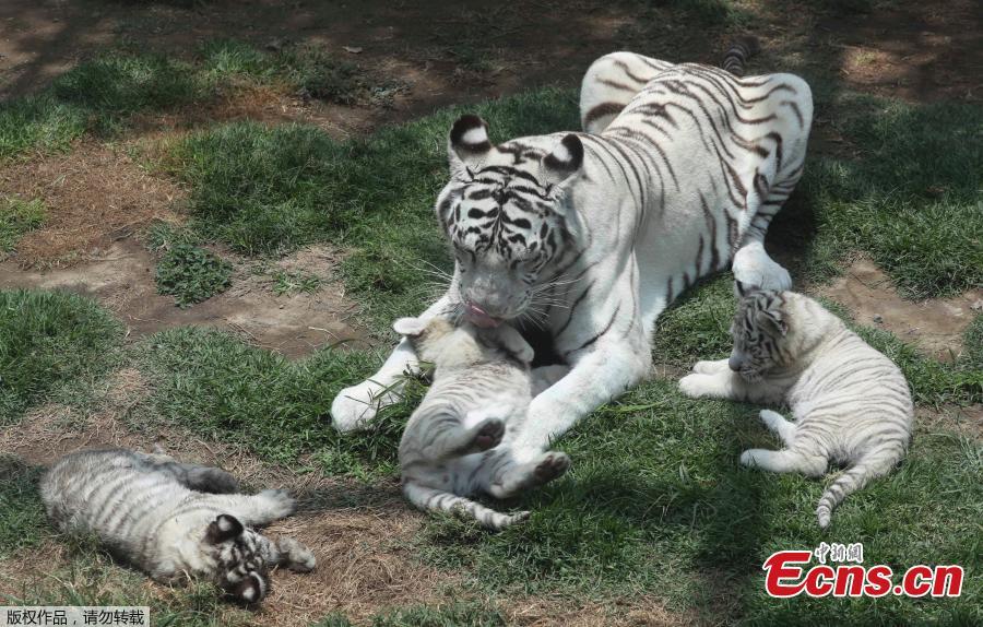 Clarita the Bengal tiger plays with her three cubs at the Huachipa Zoo, on the outskirts of Lima, Peru, Tuesday, Oct. 30, 2018. Clarita’s three cubs are eight weeks old. The cubs will be named through a naming competition according to the zoo.(Photo/Agencies)