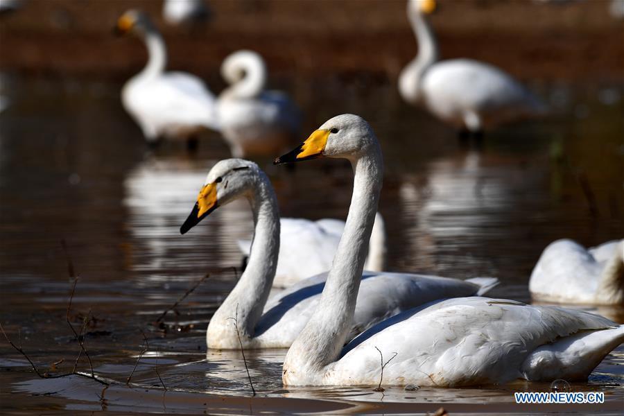 Wild swans are seen at a wetland in Pinglu, north China\'s Shanxi Province, Oct. 31, 2018. Migratory wild swans recently came to the wetland to spend the winter. (Xinhua/Zhan Yan)