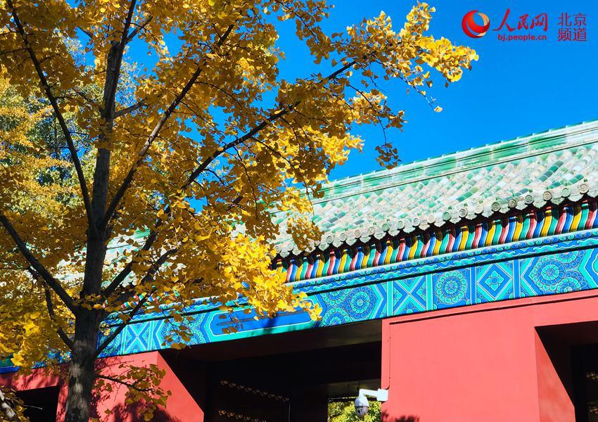 Ginkgo trees are turning Beijing\'s Temple of Earth into a sea of yellow as the temperature continues to fall in late autumn. With the golden leaves hanging from the branches and blowing off in the wind, the Temple of Earth looks like a fairyland. (Photo/people.cn)