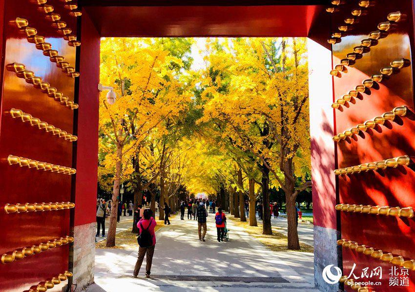 Ginkgo trees are turning Beijing\'s Temple of Earth into a sea of yellow as the temperature continues to fall in late autumn. With the golden leaves hanging from the branches and blowing off in the wind, the Temple of Earth looks like a fairyland. (Photo/people.cn)

The Temple of Earth is home to over 200 ginkgo trees, and the best time to catch the beautiful fall scene is between late October and early November each year.