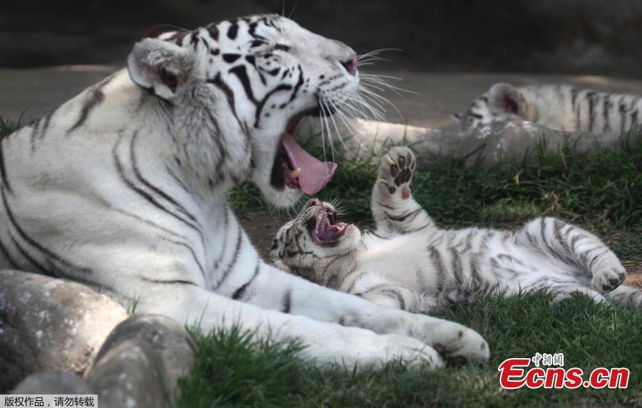 Clarita the Bengal tiger plays with one of her three cubs at the Huachipa Zoo, on the outskirts of Lima, Peru, Tuesday, Oct. 30, 2018. Clarita’s three cubs are eight weeks old. The cubs will be named through a naming competition according to the zoo. (Photo/Agencies)