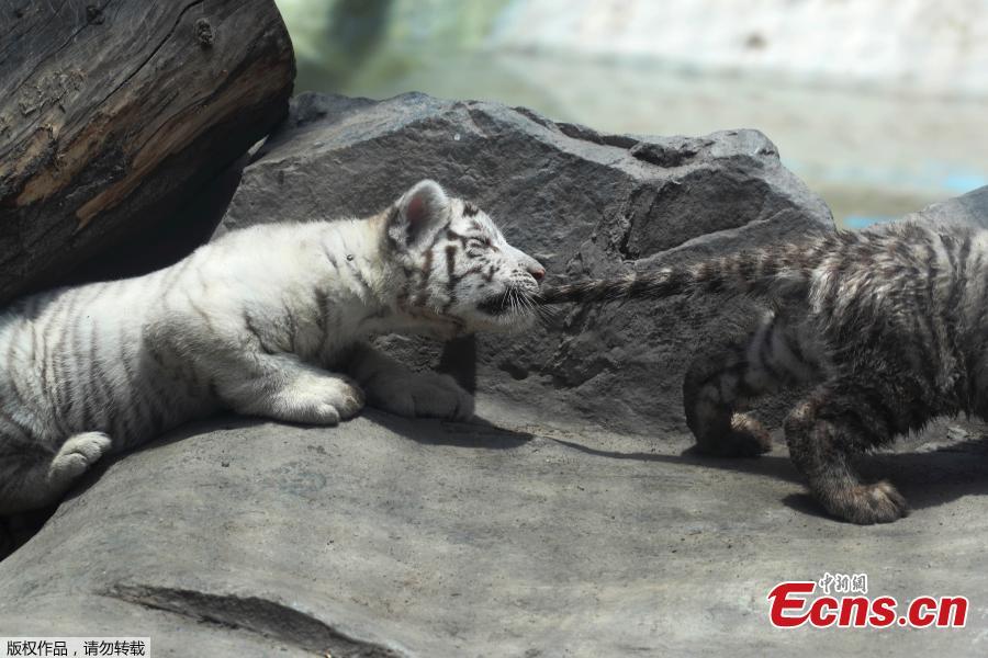 Bengal tiger cubs plays at the Huachipa Zoo, on the outskirts of Lima, Peru, Tuesday, Oct. 30, 2018. (Photo/Agencies)