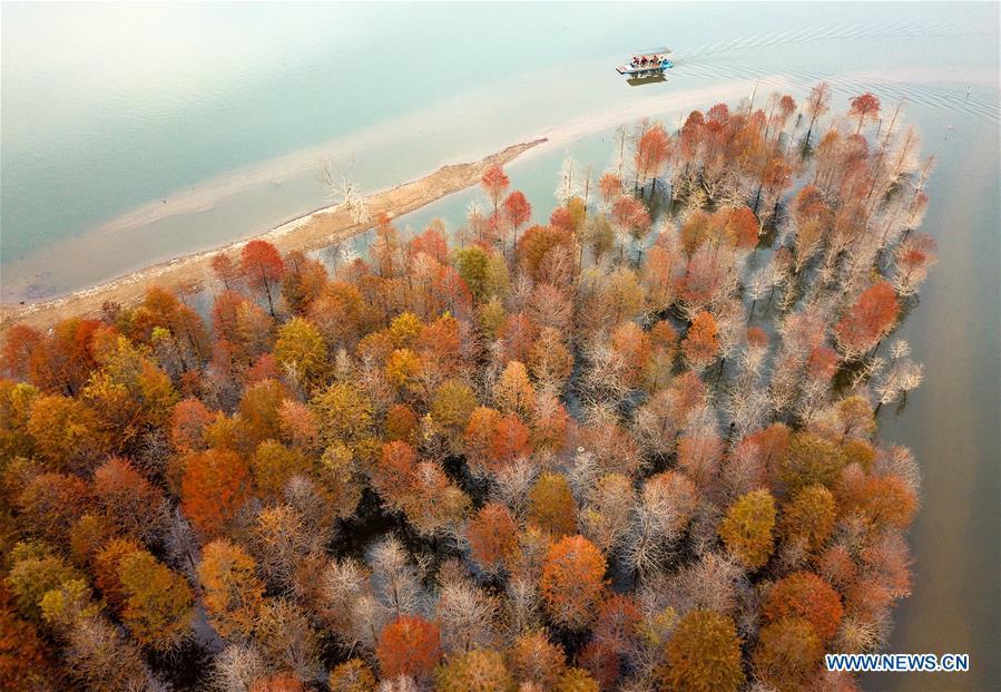 Aerial photo taken on Oct. 30, 2018 shows larches at Qinglongwan reservoir in Ningguo City, east China\'s Anhui Province. In autumn, over 133.3 hectares of larches here add touches of gold to the reservoir. (Xinhua/Shi Yalei)
