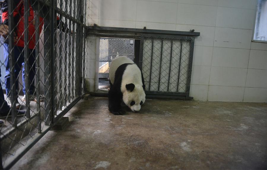 Gao Gao adapts to the new environment. (Photo/Courtesy of China Conservation and Research Center of Giant Pandas)