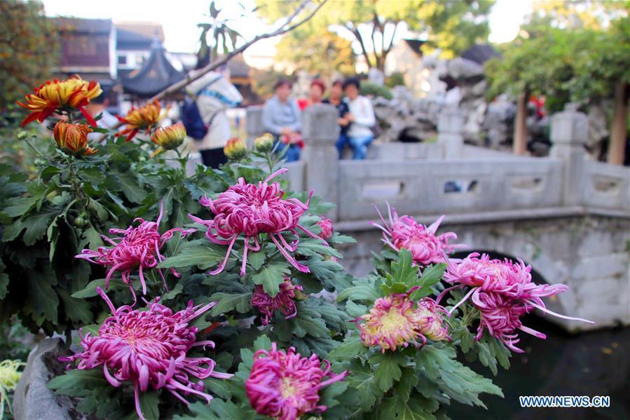 Photo taken on Nov. 1, 2018 shows chrysanthemums exhibited at the Lion Forest Garden, one of the four Suzhou classical gardens, in Suzhou, east China\'s Jiangsu Province. The one-month 2018 chrysanthemum exhibition opened here on Thursday. (Xinhua/Wang Jiankang)