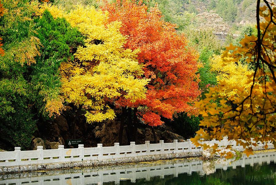 Jinci Temple, the imperial family temple of for the Jin Kingdom in the Western Zhou Dynasty (c.11th century-771 BC), in North China\'s Shanxi Province, is the oldest among all existing imperial gardens of in the country. In autumn, the trees turned yellow and combine with the ancient buildings in of the temple make upto create a marvelous scene, attracting lots of visitors and photographers. (Photo by Fu Yulin/For chinadaily.com.cn)