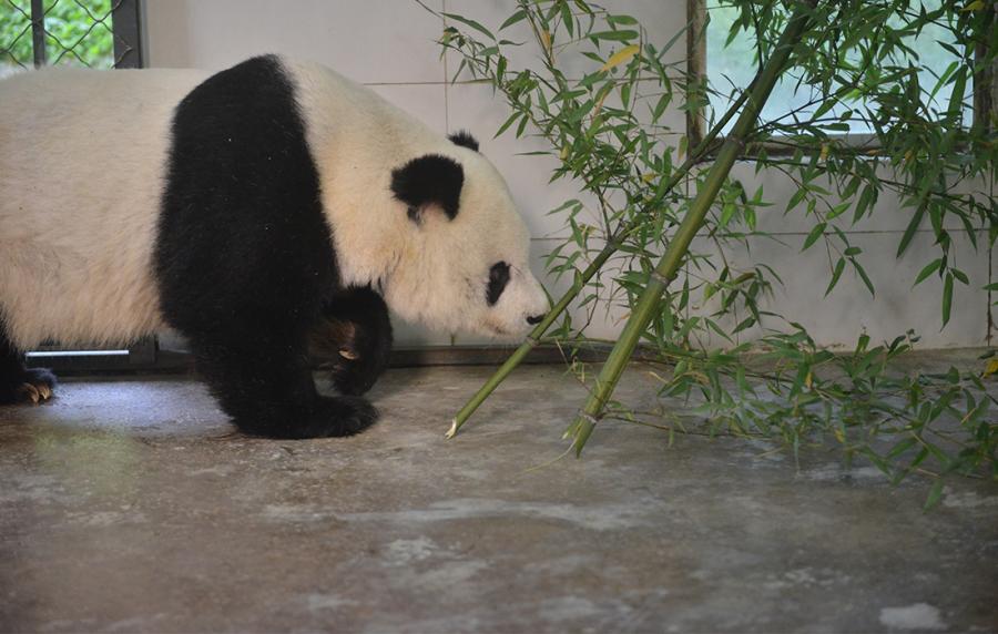 Gao Gao adapts to the new environment. (Photo/Courtesy of China Conservation and Research Center of Giant Pandas)
Chinese giant panda Gao Gao returned to the China Conservation and Research Center of Giant Pandas in Southwest China\'s Sichuan Province, from the San Diego Zoo, U.S., on Thursday morning. At the age of 28, Gao Gao is father to five giant panda cubs that were born in the U.S. It was rescued from the wild in 1992 and has lived in the San Diego Zoo since 2003.