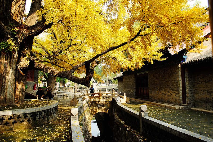 Jinci Temple, the imperial family temple of for the Jin Kingdom in the Western Zhou Dynasty (c.11th century-771 BC), in North China\'s Shanxi Province, is the oldest among all existing imperial gardens of in the country. In autumn, the trees turned yellow and combine with the ancient buildings in of the temple make upto create a marvelous scene, attracting lots of visitors and photographers. (Photo by Fu Yulin/For chinadaily.com.cn)
