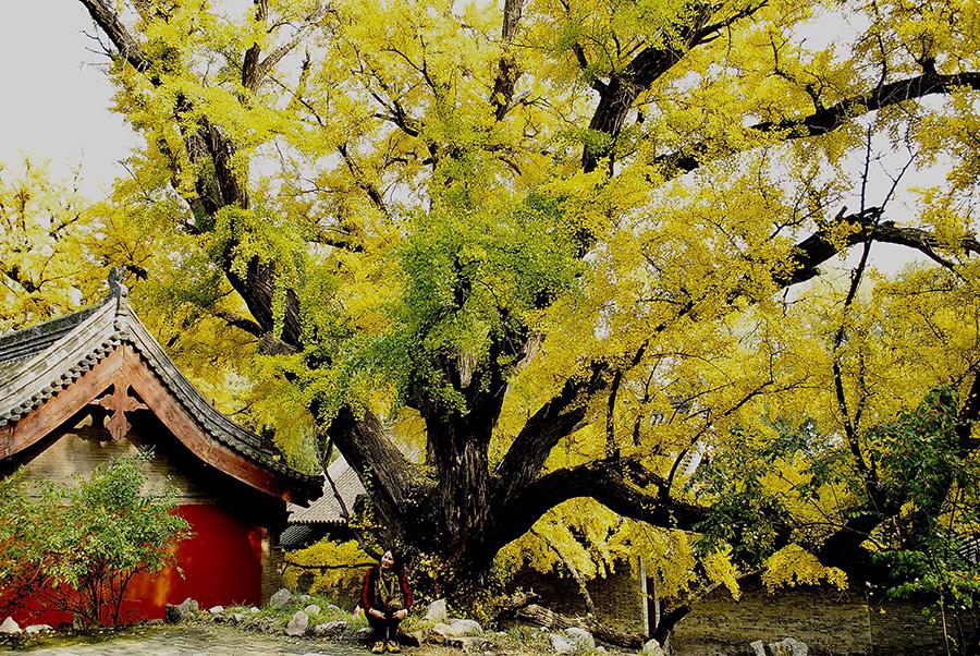 Jinci Temple, the imperial family temple of for the Jin Kingdom in the Western Zhou Dynasty (c.11th century-771 BC), in North China\'s Shanxi Province, is the oldest among all existing imperial gardens of in the country. In autumn, the trees turned yellow and combine with the ancient buildings in of the temple make upto create a marvelous scene, attracting lots of visitors and photographers. (Photo by Fu Yulin/For chinadaily.com.cn)