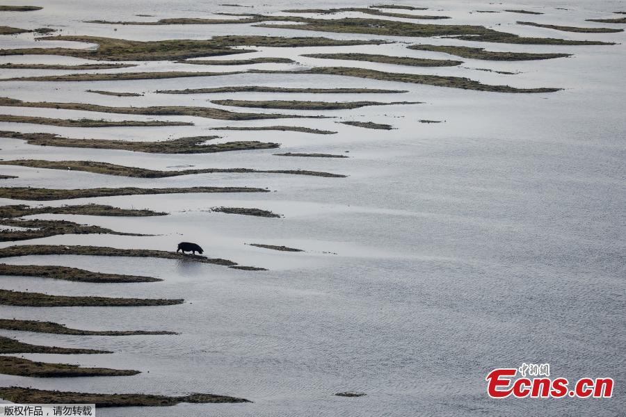 A pig feeds on sandbanks which emerged amid Danube River\'s lowest water levels this year, in Beska, Serbia, October 30, 2018. Picture taken October 30, 2018. (Photo/Agencies)