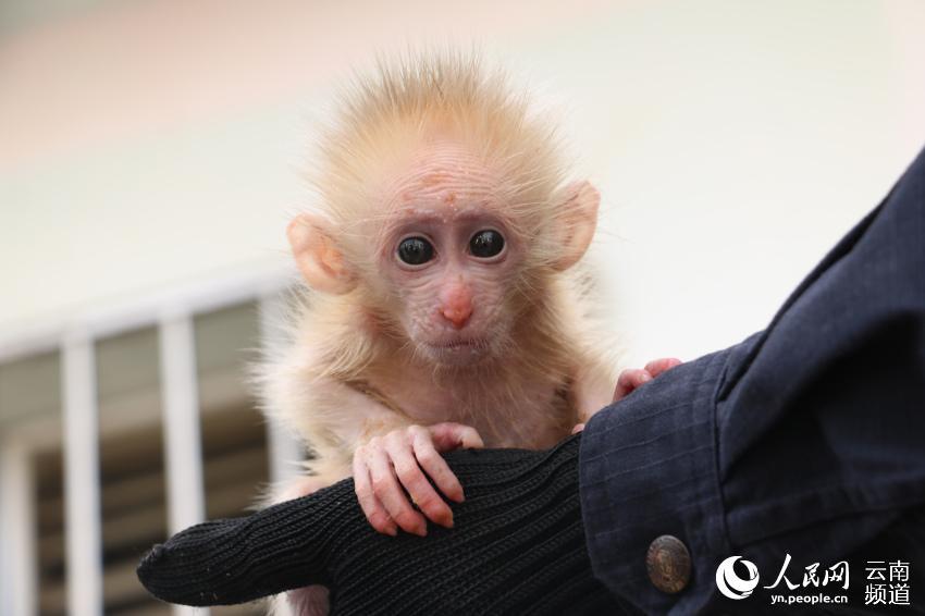 A northern pig-tailed macaque cub, under first-class national protection in China, was recently saved from a trafficker by two citizens in Pu\'er, southwestern China\'s Yunnan Province, and was later handed to local forest police. (Photo/People\'s Daily Online)