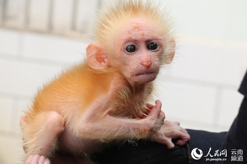 A northern pig-tailed macaque cub, under first-class national protection in China, was recently saved from a trafficker by two citizens in Pu\'er, southwestern China\'s Yunnan Province, and was later handed to local forest police. (Photo/People\'s Daily Online)

The macaque is 21 centimeters in length and weighs only 1.1 kilograms. It was later sent to a local wildlife rescue shelter because it was not yet capable of surviving in the wild.