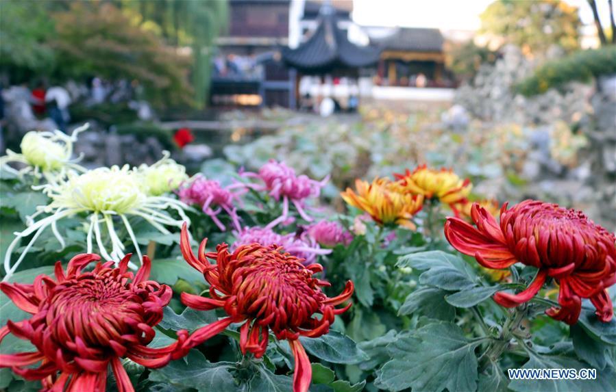 Photo taken on Nov. 1, 2018 shows chrysanthemums exhibited at the Lion Forest Garden, one of the four Suzhou classical gardens, in Suzhou, east China\'s Jiangsu Province. The one-month 2018 chrysanthemum exhibition opened here on Thursday. (Xinhua/Wang Jiankang)