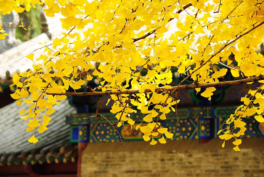 Jinci Temple, the imperial family temple of for the Jin Kingdom in the Western Zhou Dynasty (c.11th century-771 BC), in North China\'s Shanxi Province, is the oldest among all existing imperial gardens of in the country. In autumn, the trees turned yellow and combine with the ancient buildings in of the temple make upto create a marvelous scene, attracting lots of visitors and photographers. (Photo by Fu Yulin/For chinadaily.com.cn)