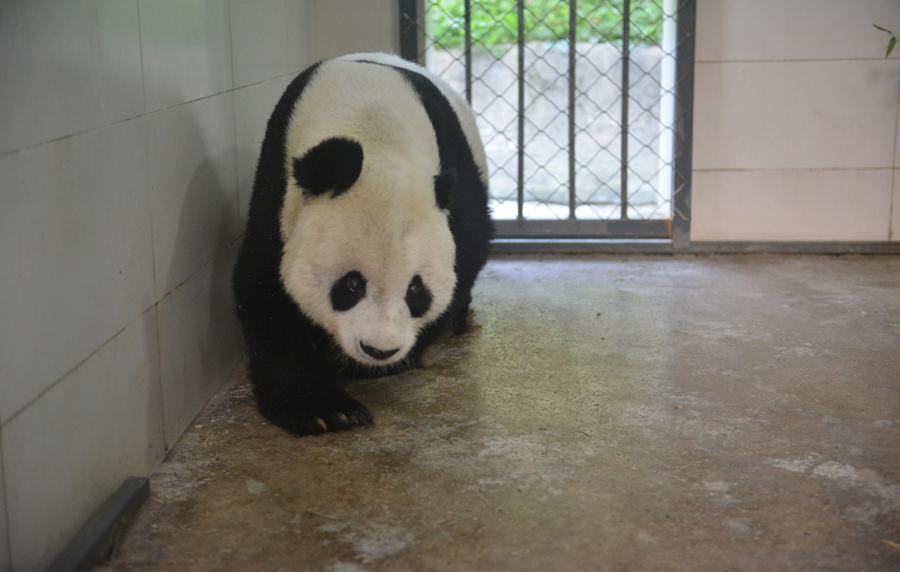 Gao Gao adapts to the new environment. (Photo/Courtesy of China Conservation and Research Center of Giant Pandas)