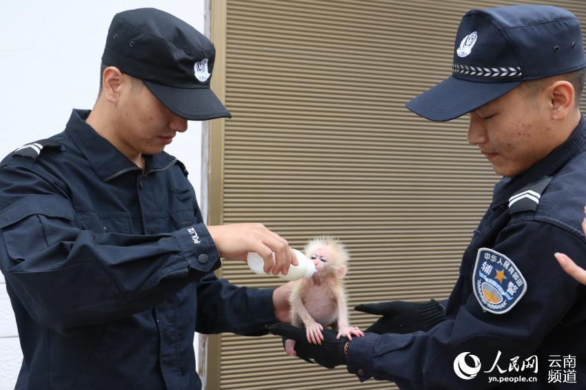 A northern pig-tailed macaque cub, under first-class national protection in China, was recently saved from a trafficker by two citizens in Pu\'er, southwestern China\'s Yunnan Province, and was later handed to local forest police. (Photo/People\'s Daily Online)