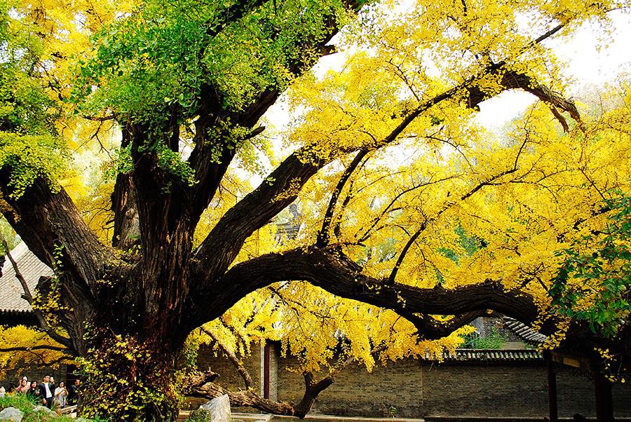Jinci Temple, the imperial family temple of for the Jin Kingdom in the Western Zhou Dynasty (c.11th century-771 BC), in North China\'s Shanxi Province, is the oldest among all existing imperial gardens of in the country. In autumn, the trees turned yellow and combine with the ancient buildings in of the temple make upto create a marvelous scene, attracting lots of visitors and photographers. (Photo by Fu Yulin/For chinadaily.com.cn)