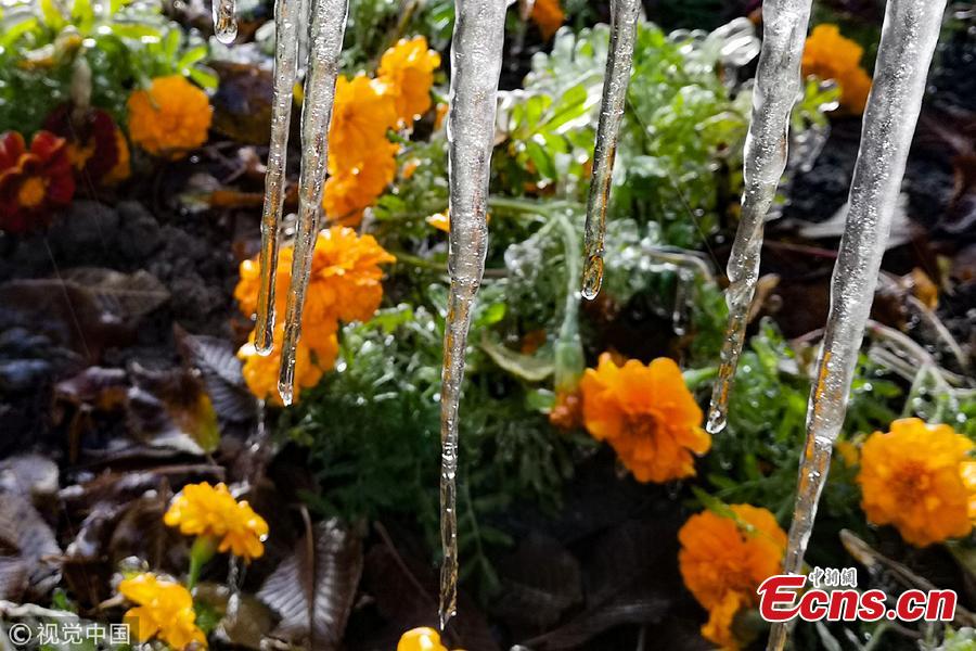 Cold front brings silver thaw to green belts in Hami city, Xinjiang Uygur Autonomous Region, Nov. 3, 2018. (Photo/VCG)