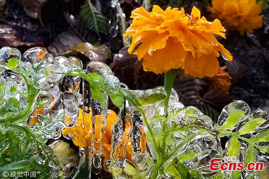 Cold front brings silver thaw to green belts in Hami city, Xinjiang Uygur Autonomous Region, Nov. 3, 2018. (Photo/VCG)